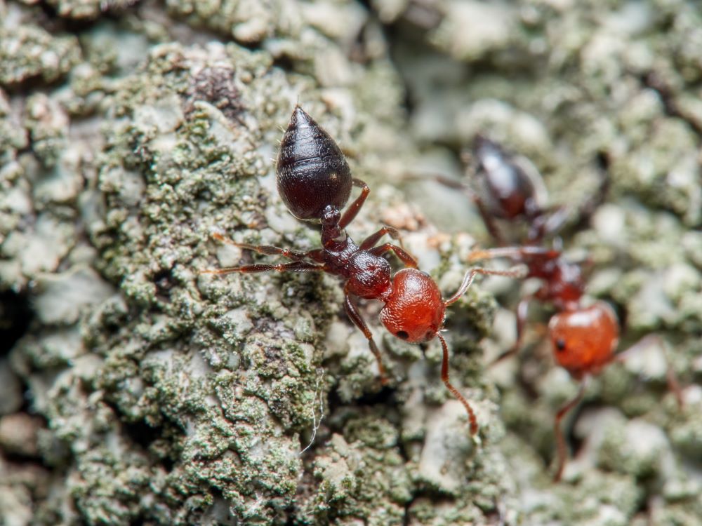 Acrobat Ants vs Carpenter Ants – Which Pest is the Worst?