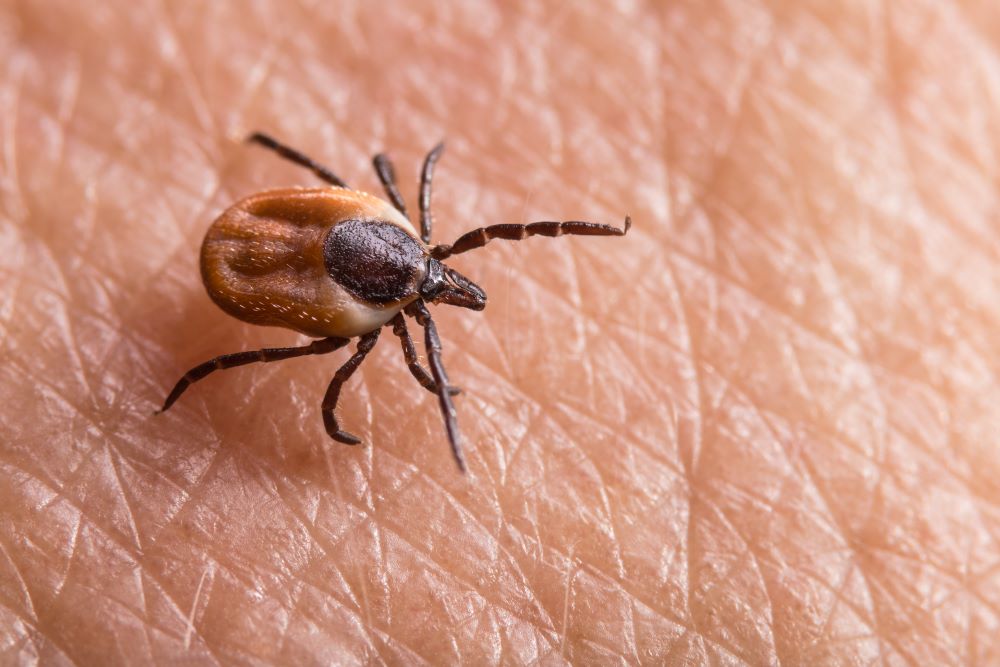 Are There Ticks in Arizona? – Unraveling the Mystery
