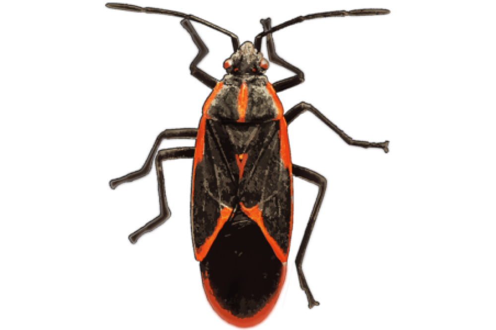 Box Elder Bugs in Arizona: Exploring the Intriguing World of These Colorful Insects