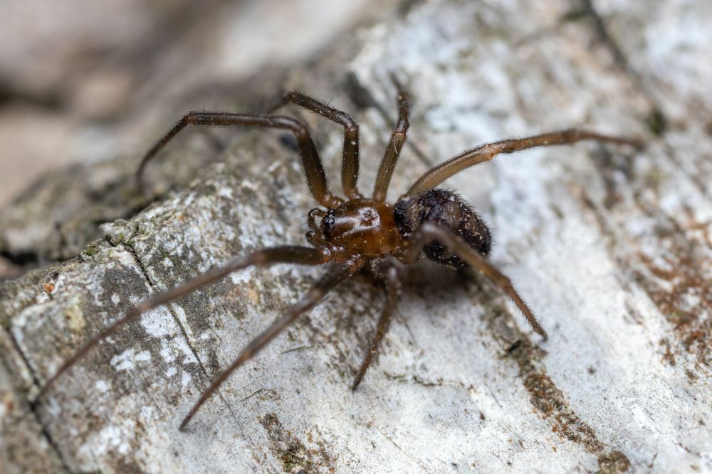 Brown Spiders in Arizona: Responding to Infestations