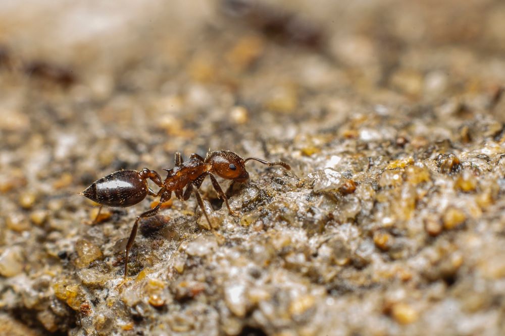 How to Get Rid of Ant Hills in Yards Permanently