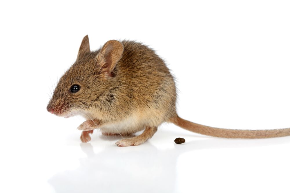 Rat Poop vs Mouse Poop: Differences and Cleaning Up