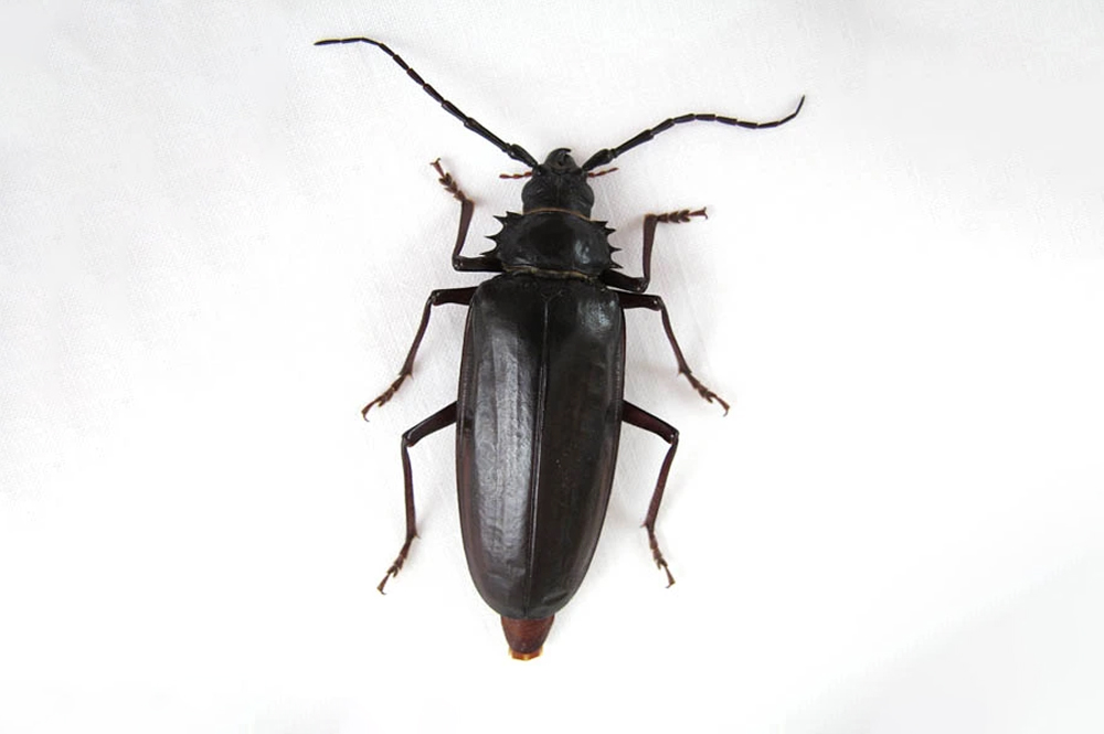 The Palo Verde Beetle: A Fascinating Insect in the Phoenix Area