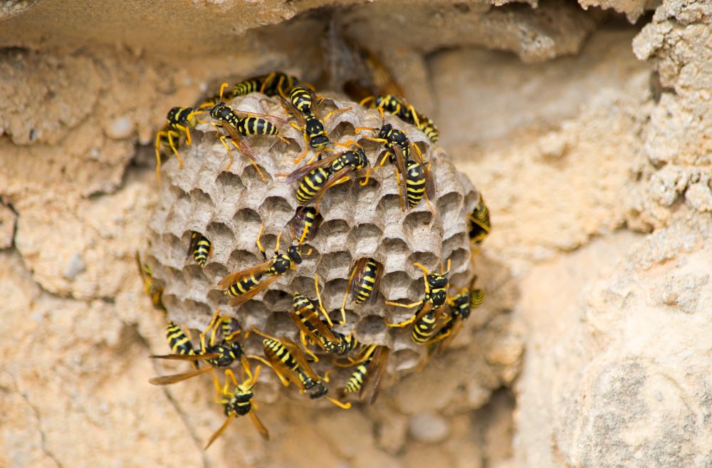 Paper Wasps in Arizona: Exploring the Life and Behavior