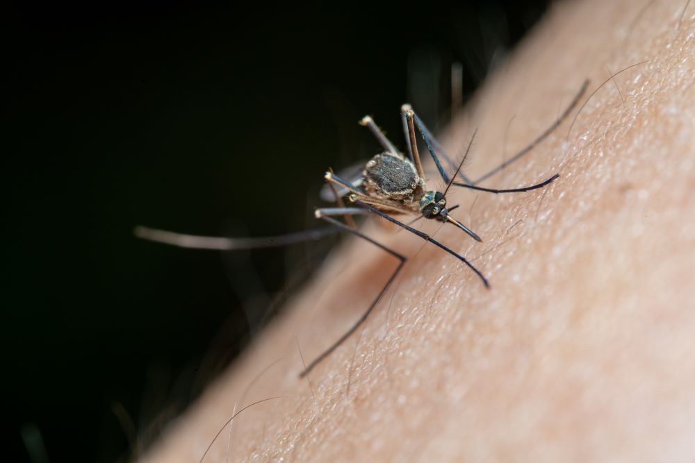 Mosquitos in Arizona: When is Mosquito Season?