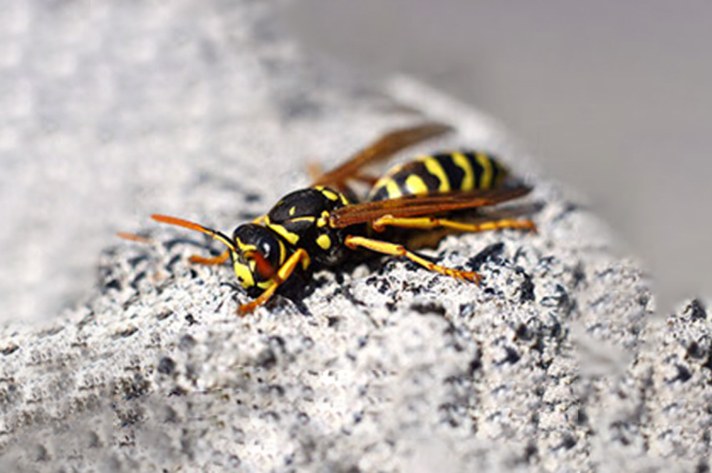 Unveiling the Diversity: Types of Wasps in Arizona
