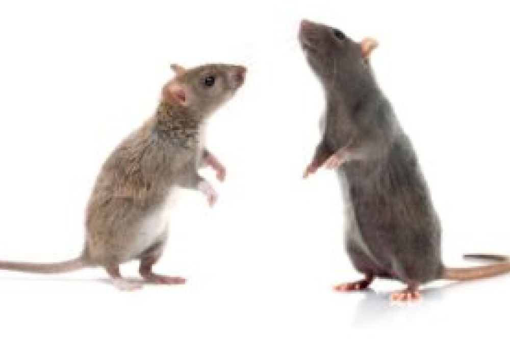 What’s the Difference Between a Mouse and a Rat?