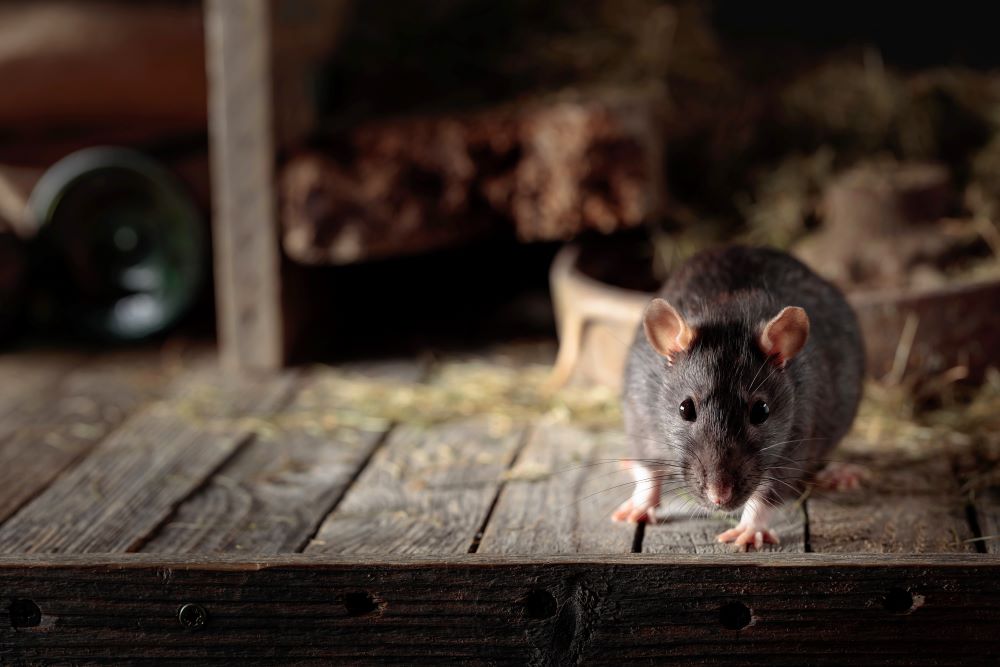 How to Tackle Roof Rats: Battling the Unseen
