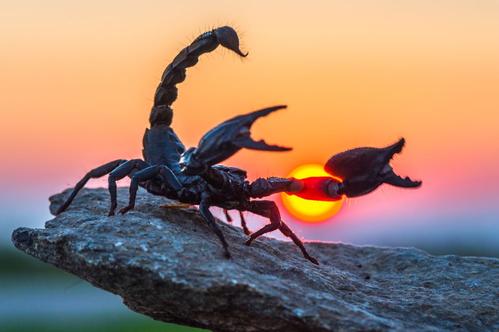 What Attracts Scorpions: Key Factors and Prevention Methods