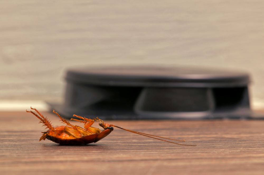 Dead Roaches in Your Home: Why It Happens and What To Do