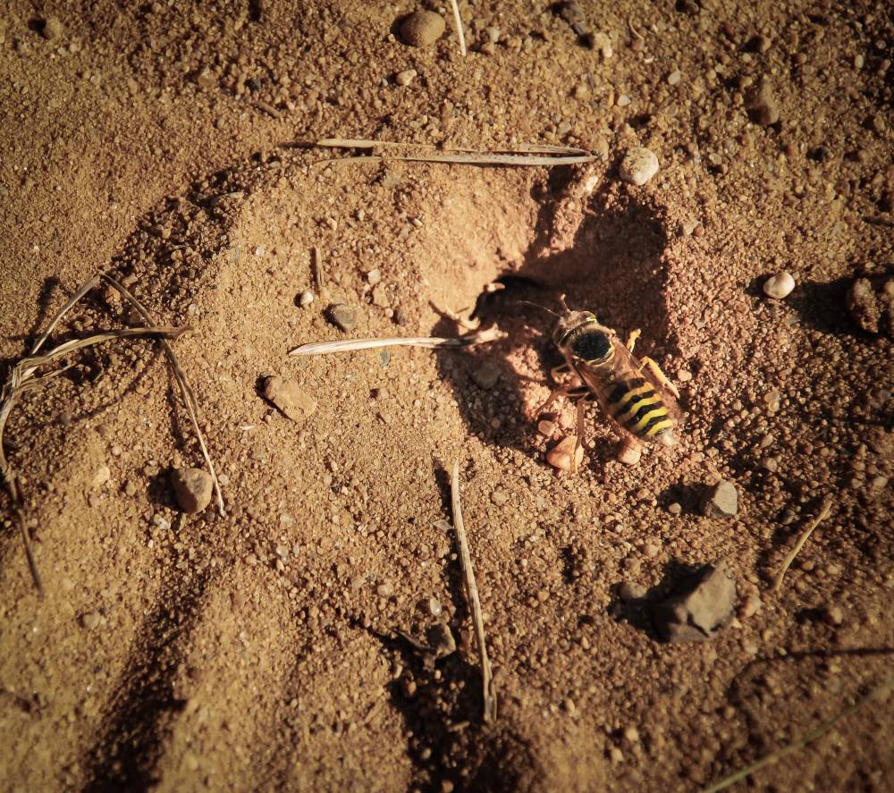 Lifecycle of Wasps in Arizona: Do Wasps Live Year Round
