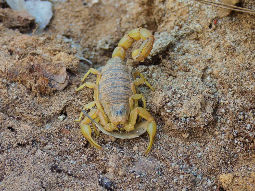 Yellow Ground Scorpion – Is it Dangerous? 