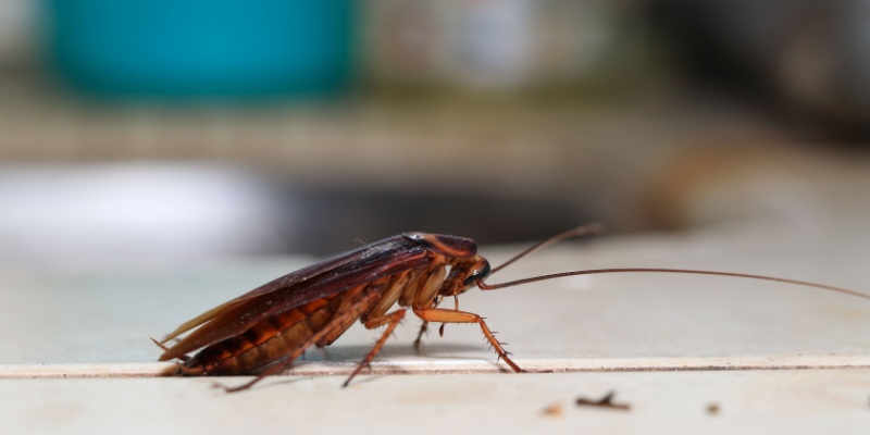 Cockroach Prevention Tips for Chandler Homeowners
