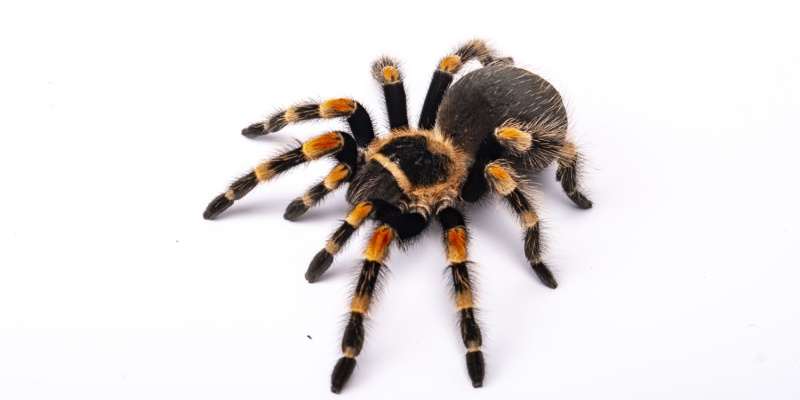What Types of Spiders Are in Chandler, AZ?