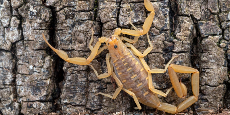 Scorpion Control Experts in Chandler, AZ