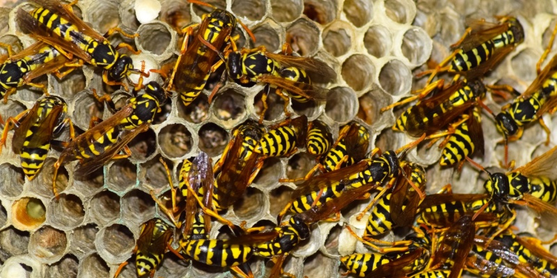 Protect Your Phoenix, AZ Home from Wasps
