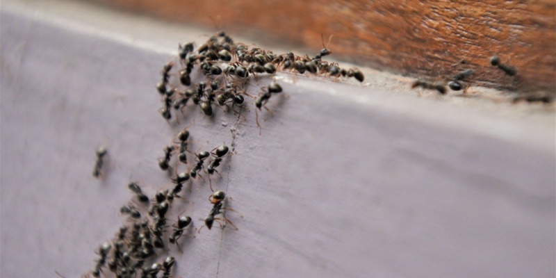 How Do I Get Rid of an Ant Problem?