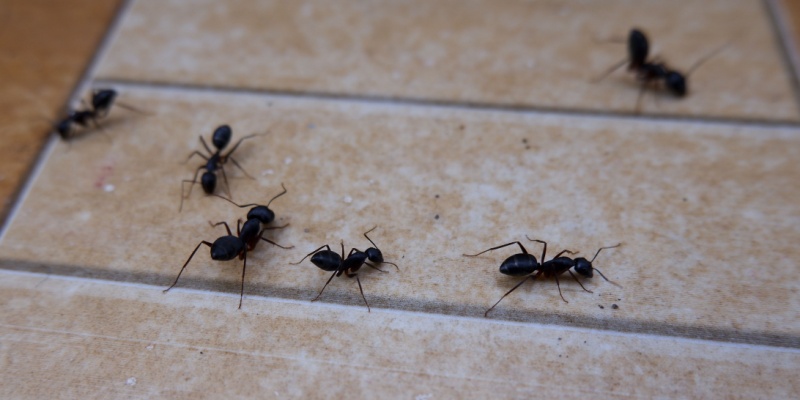 Protect Your Chandler, AZ Home from Ants