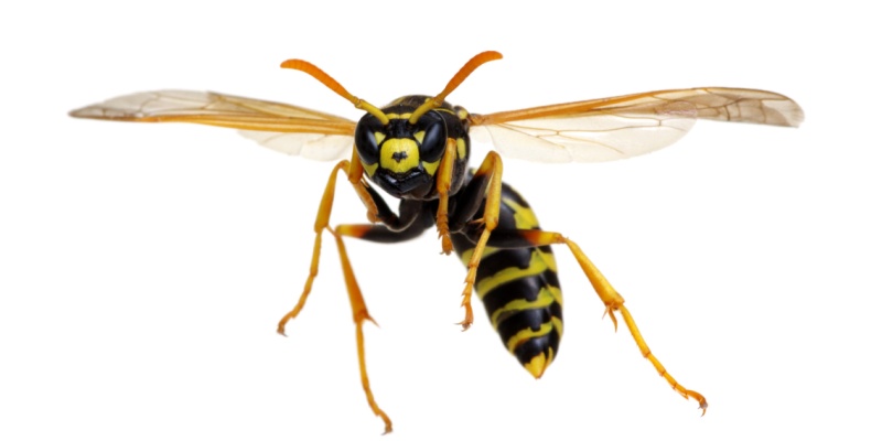 Wasp Control Experts in Chandler, AZ