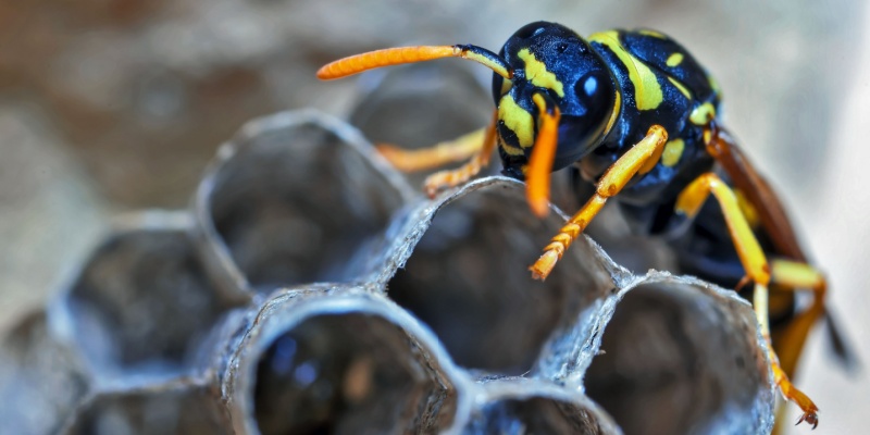 What Should I Do if I Have a Wasp Problem in My Yard?