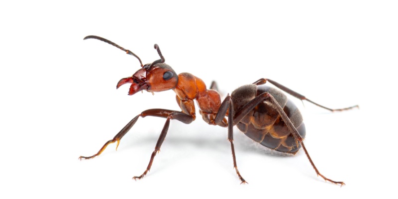 Best Ant Exterminators in Chandler, AZ