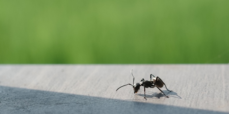 Top Choice for Ant Control in Chandler, AZ