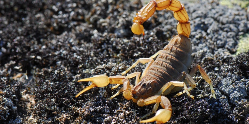 Is it Hard to Get Rid of Scorpions?