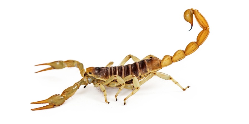 Best Scorpion Control in Phoenix, AZ