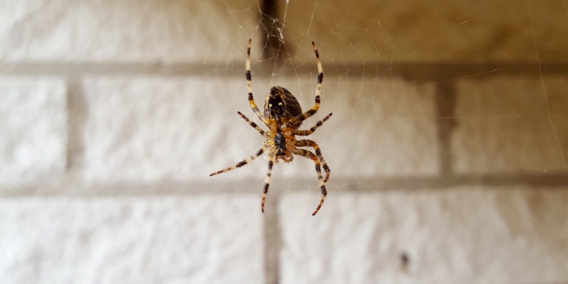 How Do I Know if I Have a Spider Problem?
