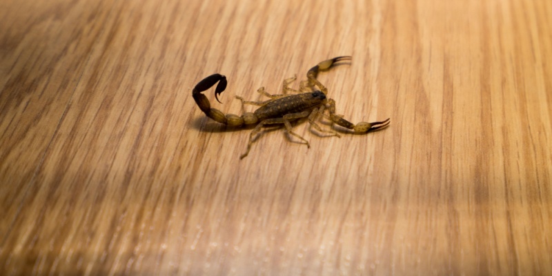 How Do I Know if I Have a Scorpion Infestation in My House?